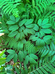 Caulophyllum robustum