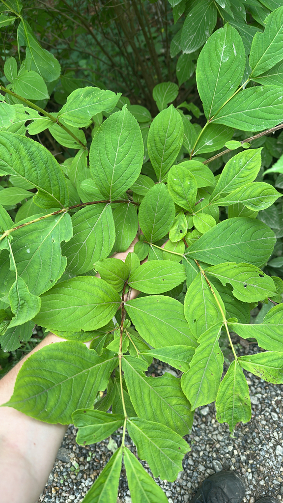 Weigela florida, Khasanskiy rayon, RU-PR, RU