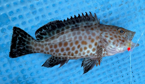 Areolate grouper (Epinephelus areolatus) — Serranidae — 3