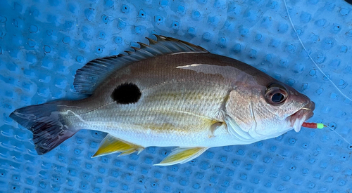 Fingermark bream (Lutjanus russellii) — Lutjanidae — 2