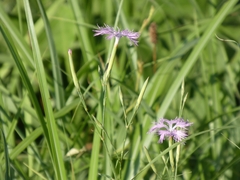 (c) mami_t_t, some rights reserved (CC BY) Dianthus longicalyx, photograph (c) mami_t_t, some rights reserved (CC BY)