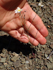 Malacothrix floccifera