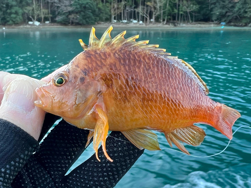 Golden hawkfish (Cirrhitichthys aureus) — Cirrhitidae — 2