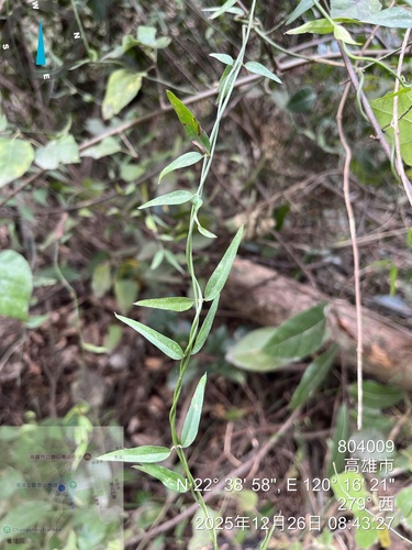 Jasminum nervosum, photograph 6