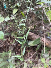 Jasminum nervosum, photograph (c) 謝麗霦, some rights reserved (CC BY)