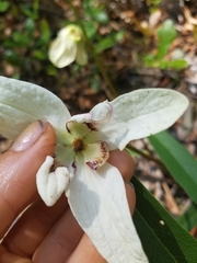 Asimina angustifolia