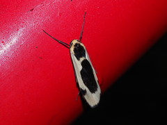 Thysanoptyx incurvata