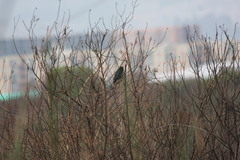 Molothrus bonariensis