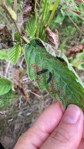Alder Leaf Beetle