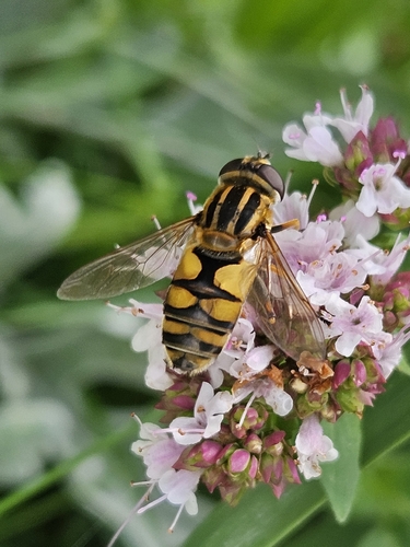 Woolly-tailed Marsh Fly