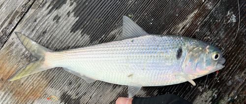 Dotted gizzard shad (Konosirus punctatus) — Clupeidae — 2