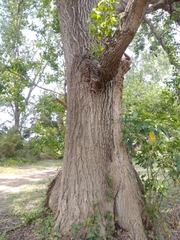 Populus mexicana