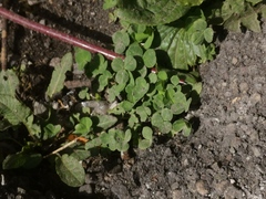 Trifolium pratense