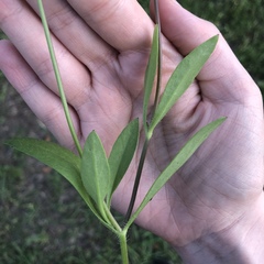 Coreopsis nuecensis