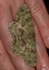 Ophthalmitis herbidaria