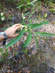 Asimina angustifolia