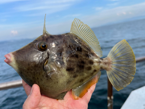 Threadsail filefish (Stephanolepis cirrhifer) — Monacanthidae — 2
