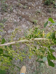 Populus mexicana