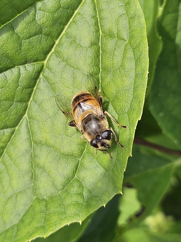 Common Drone Fly