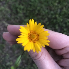 Coreopsis nuecensis