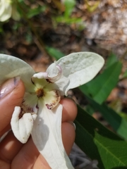 Asimina angustifolia