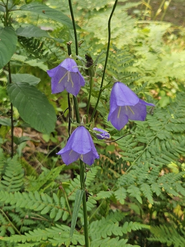 Peach-leaved Bellflower