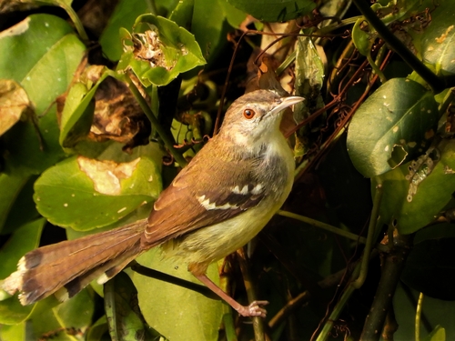 Prinia familiaris observed 2026-07-19