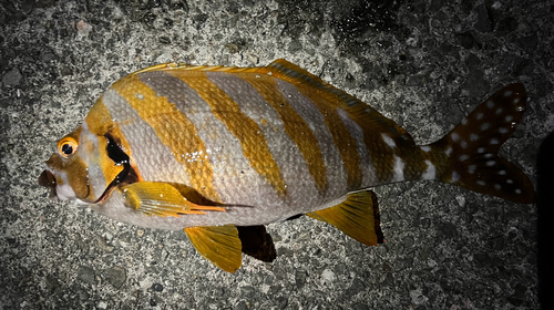 Spottedtail morwong (Cheilodactylus zonatus) — Cheilodactylidae — 2