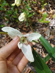 Asimina angustifolia