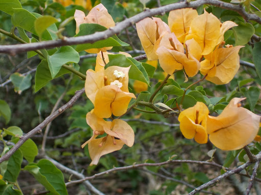 Bougainvilleas (Genus Bougainvillea) · iNaturalist Guatemala