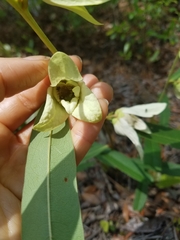 Asimina angustifolia