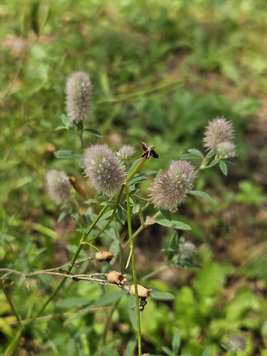 rabbitfoot clover