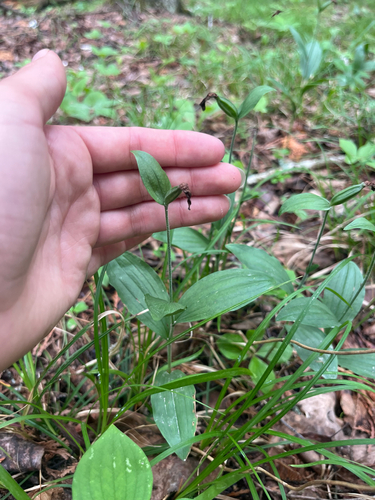 Cypripedium arietinum observed 2026-07-15