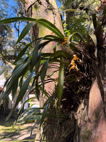 Maxillaria picta, photograph 2