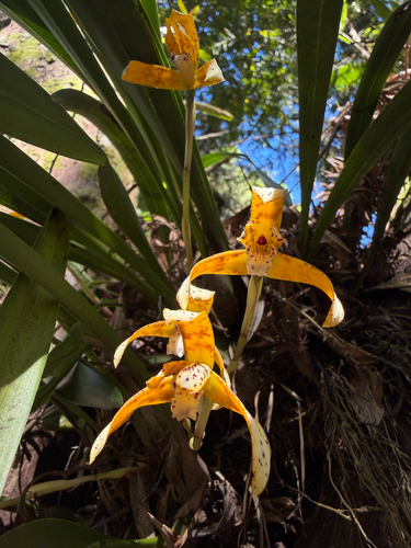 Maxillaria picta