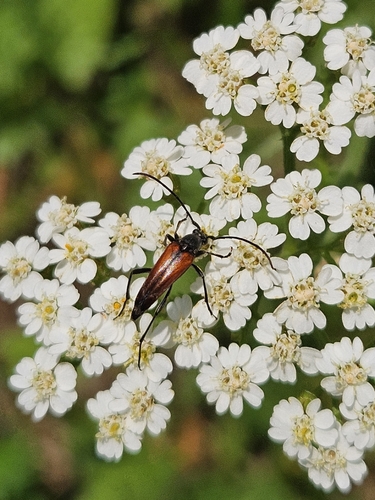 Black-striped Longhorn Beetle