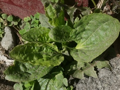 Plantago major