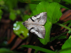Oglasa