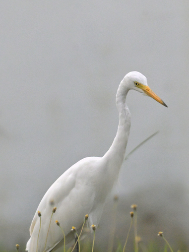 iNaturalist image