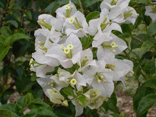 Bougainvilleas (Genus Bougainvillea) · iNaturalist Guatemala