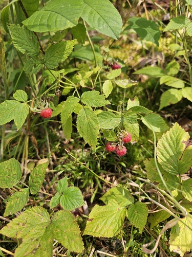 red raspberry