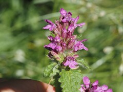 Betonica hirsuta, photograph (c) Louis Aureglia, some rights reserved (CC BY)