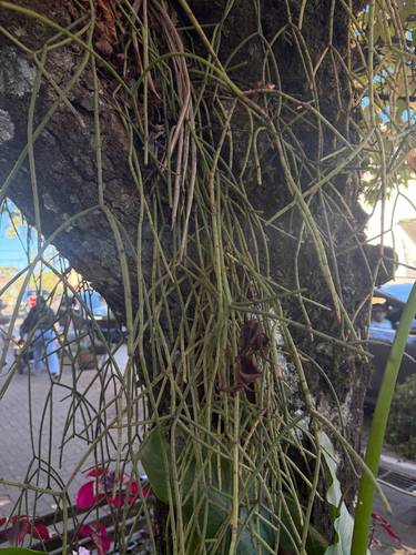 Rhipsalis floccosa, photograph 6