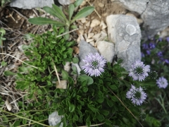 Globularia meridionalis