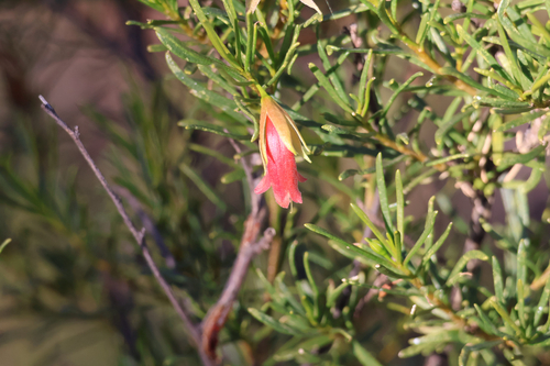 crimson turkey bush