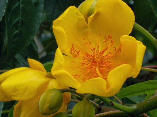 Cochlospermum religiosum