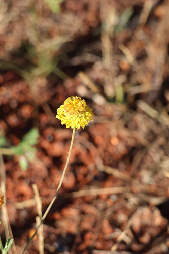 Salt-Spoon Daisy
