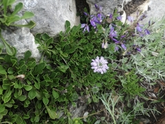 Globularia meridionalis