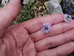 Globularia meridionalis
