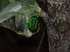 Heterorrhina elegans